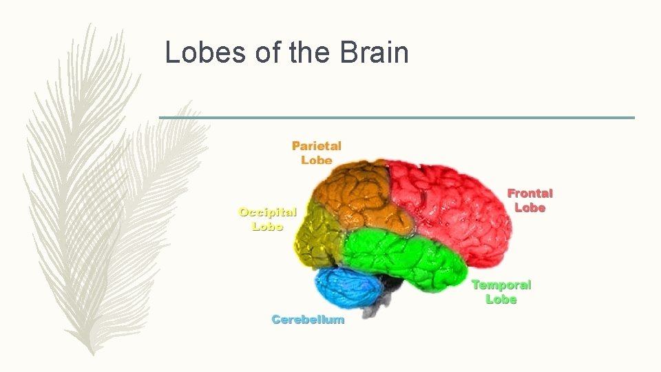 Lobes of the Brain 
