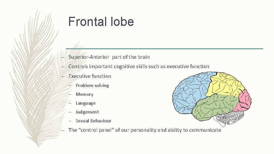Frontal lobe – Superior-Anterior part of the brain – Controls important cognitive skills such