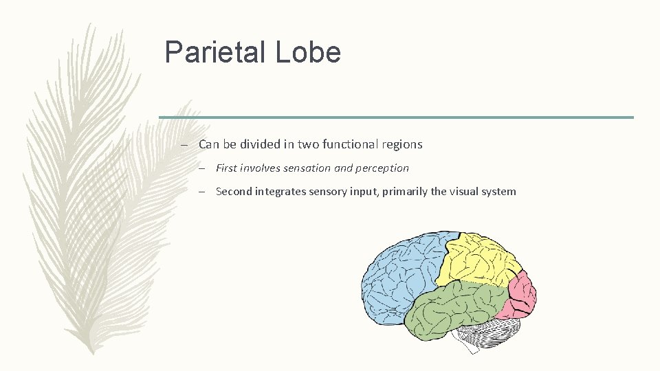 Parietal Lobe – Can be divided in two functional regions – First involves sensation