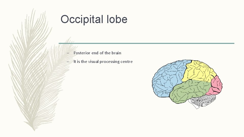 Occipital lobe – Posterior end of the brain – It is the visual processing