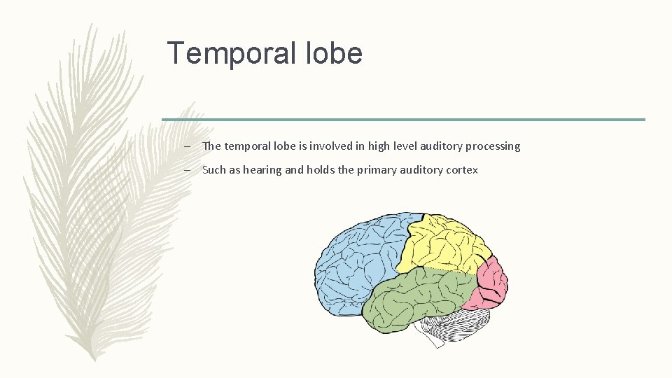 Temporal lobe – The temporal lobe is involved in high level auditory processing –