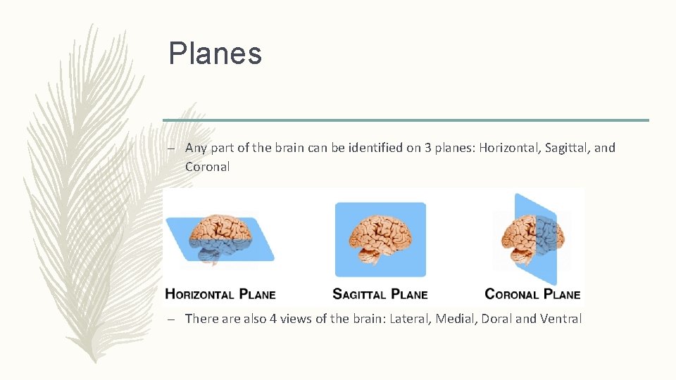 Planes – Any part of the brain can be identified on 3 planes: Horizontal,