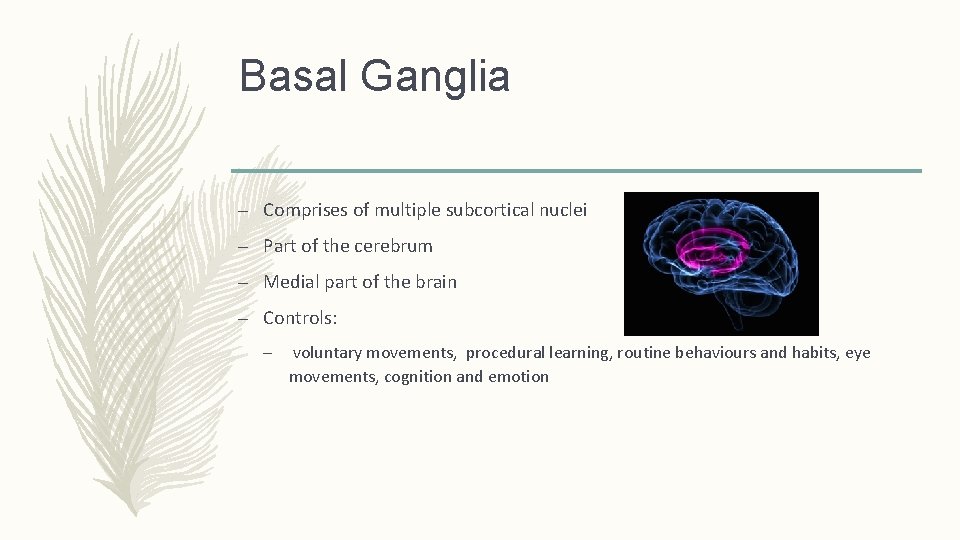 Basal Ganglia – Comprises of multiple subcortical nuclei – Part of the cerebrum –