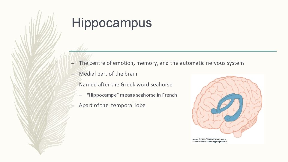 Hippocampus – The centre of emotion, memory, and the automatic nervous system – Medial