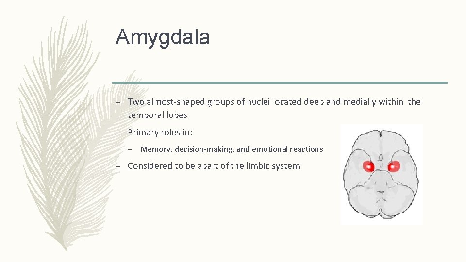 Amygdala – Two almost-shaped groups of nuclei located deep and medially within the temporal