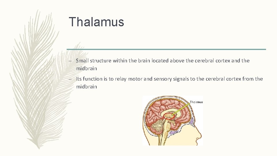 Thalamus – Small structure within the brain located above the cerebral cortex and the
