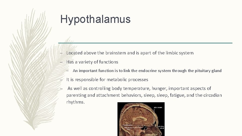 Hypothalamus – Located above the brainstem and is apart of the limbic system –