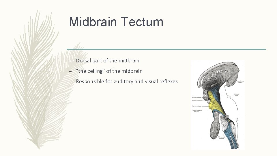 Midbrain Tectum – Dorsal part of the midbrain – “the ceiling” of the midbrain