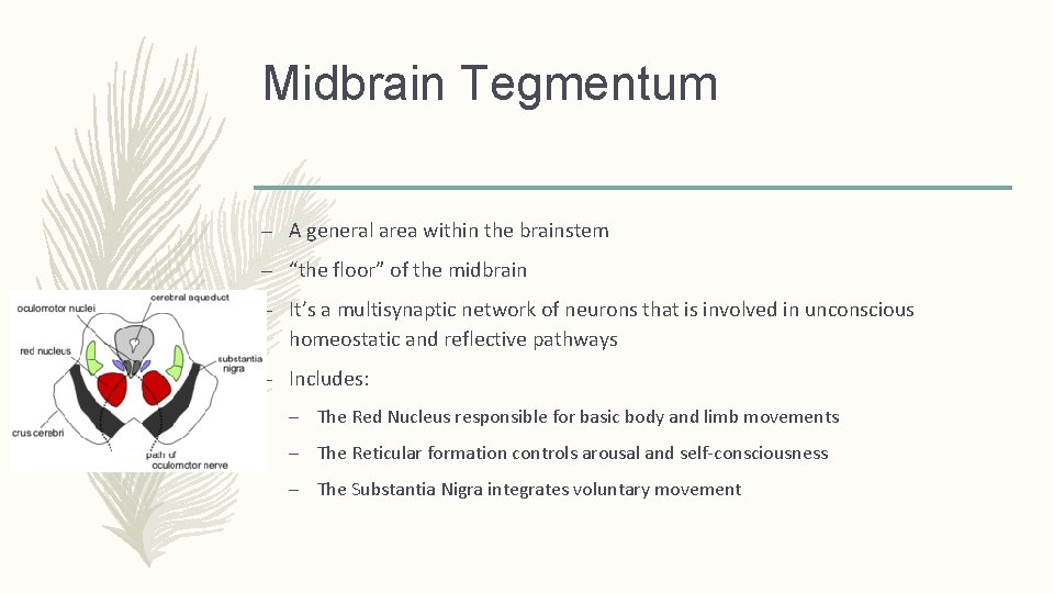 Midbrain Tegmentum – A general area within the brainstem – “the floor” of the