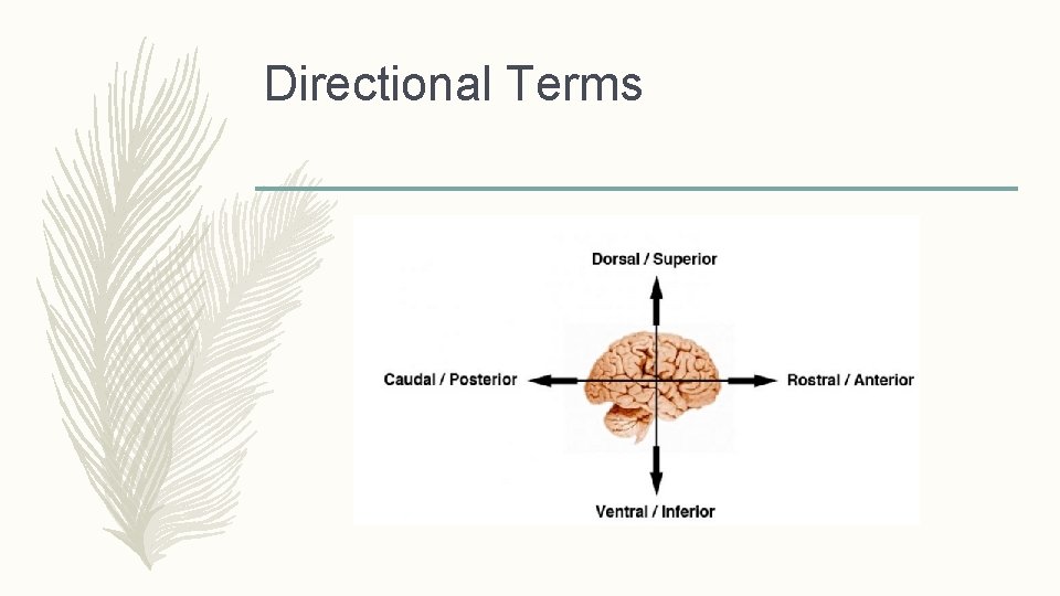 Directional Terms 