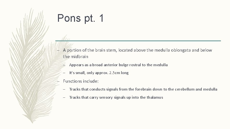 Pons pt. 1 – A portion of the brain stem, located above the medulla