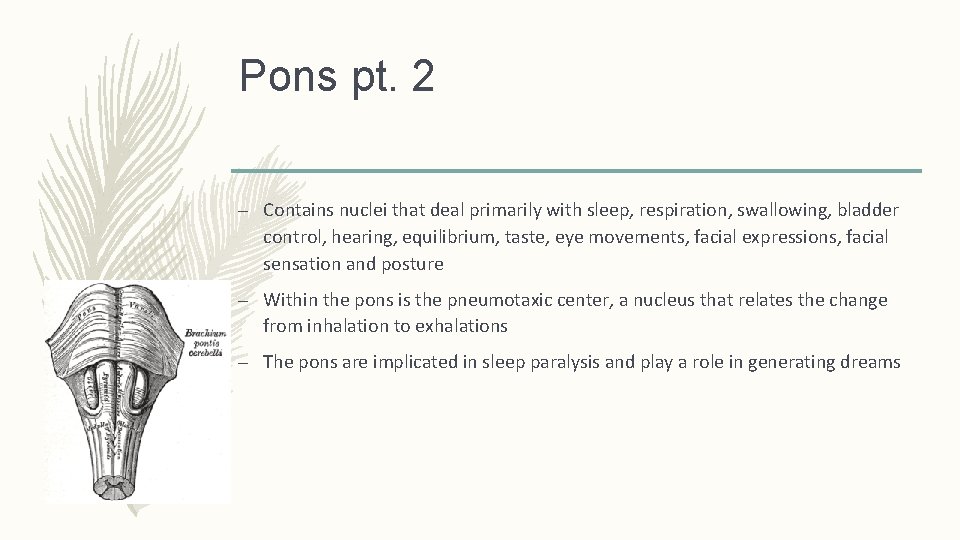 Pons pt. 2 – Contains nuclei that deal primarily with sleep, respiration, swallowing, bladder