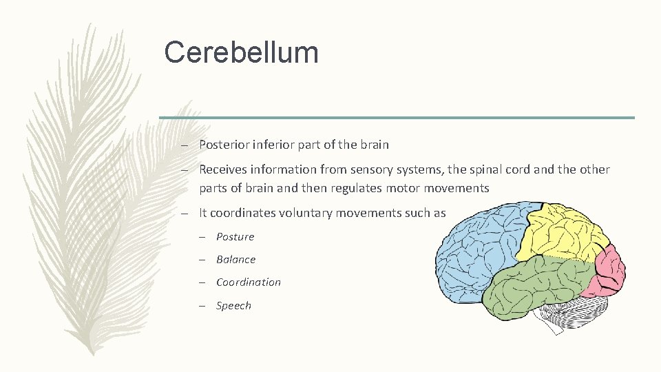 Cerebellum – Posterior inferior part of the brain – Receives information from sensory systems,