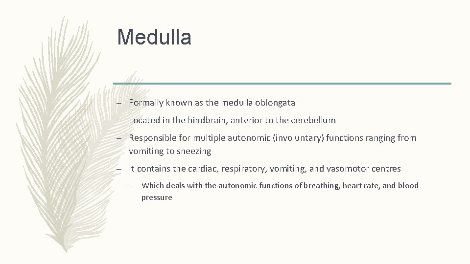 Medulla – Formally known as the medulla oblongata – Located in the hindbrain, anterior