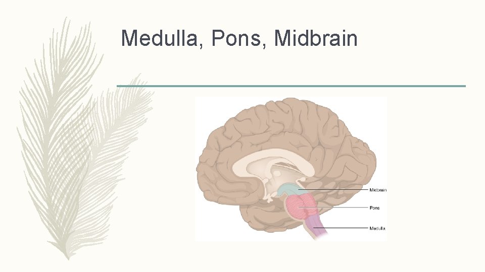 Medulla, Pons, Midbrain 