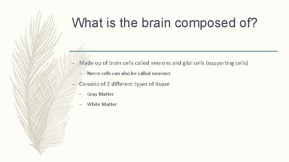 What is the brain composed of? – Made up of brain cells called neurons