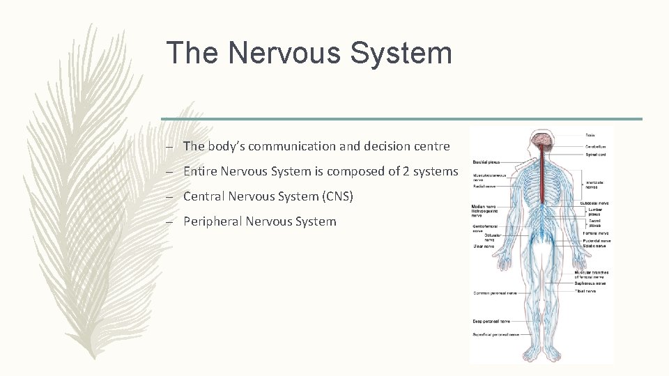 The Nervous System – The body’s communication and decision centre – Entire Nervous System