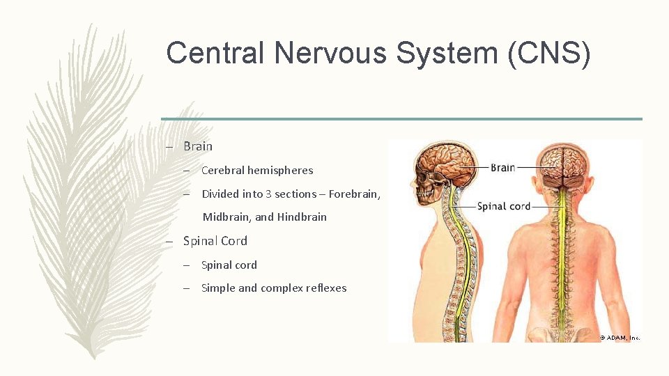 Central Nervous System (CNS) – Brain – Cerebral hemispheres – Divided into 3 sections