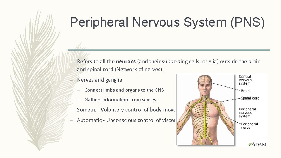 Peripheral Nervous System (PNS) – Refers to all the neurons (and their supporting cells,