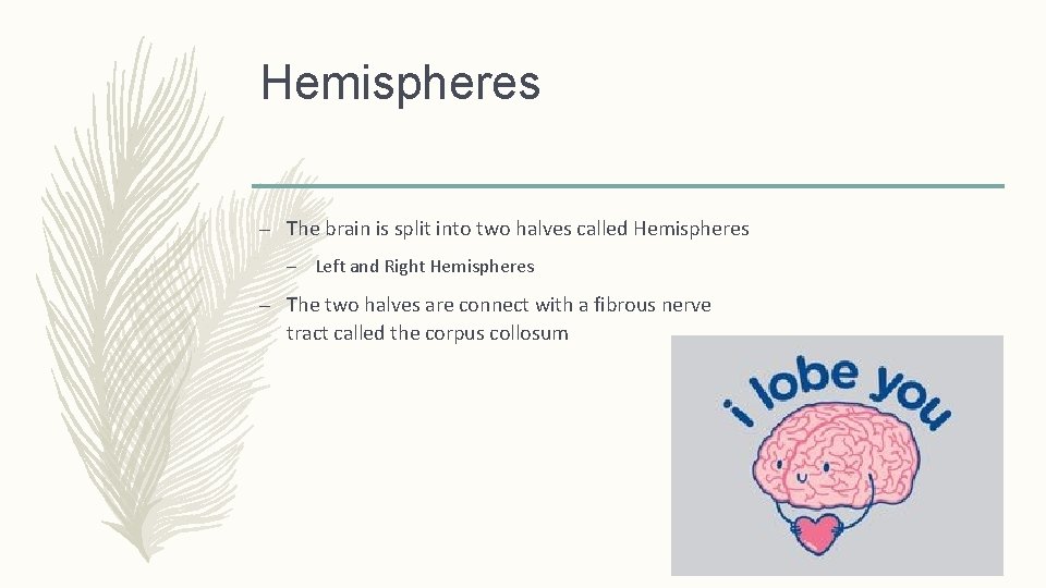 Hemispheres – The brain is split into two halves called Hemispheres – Left and