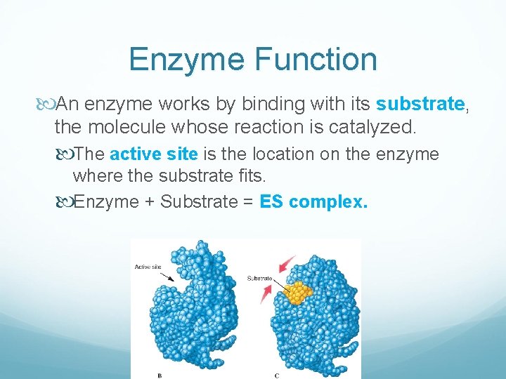 Enzyme Function An enzyme works by binding with its substrate, the molecule whose reaction