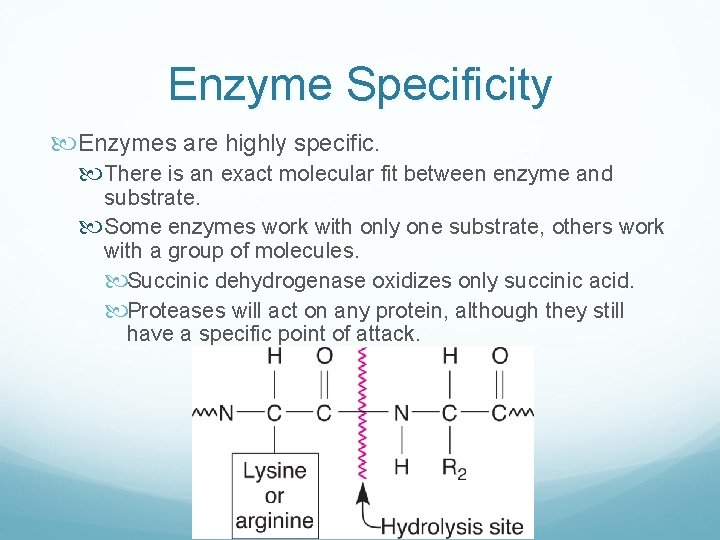 Enzyme Specificity Enzymes are highly specific. There is an exact molecular fit between enzyme