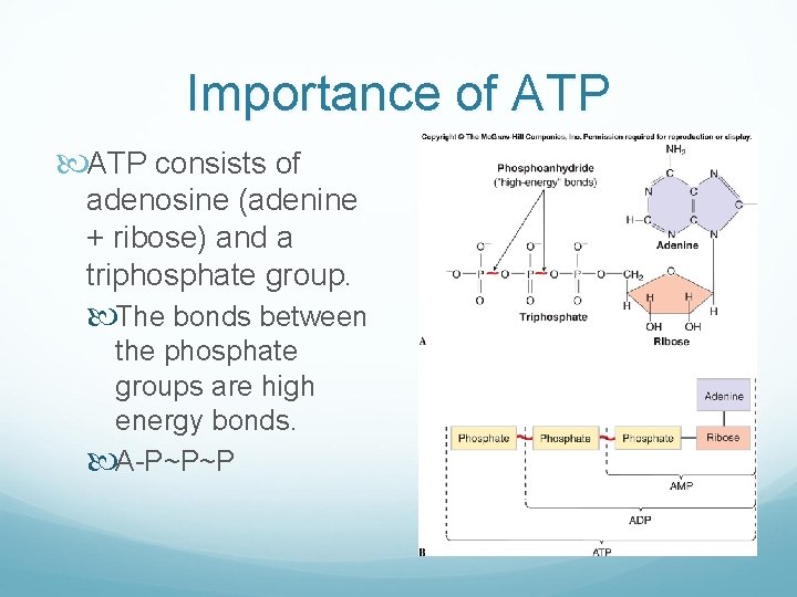 Importance of ATP consists of adenosine (adenine + ribose) and a triphosphate group. The