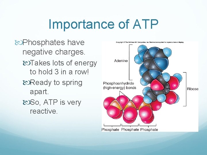Importance of ATP Phosphates have negative charges. Takes lots of energy to hold 3