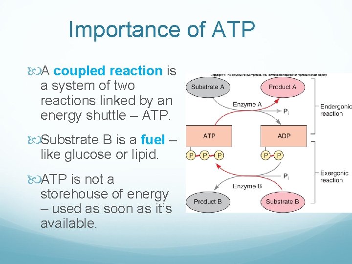 Importance of ATP A coupled reaction is a system of two reactions linked by
