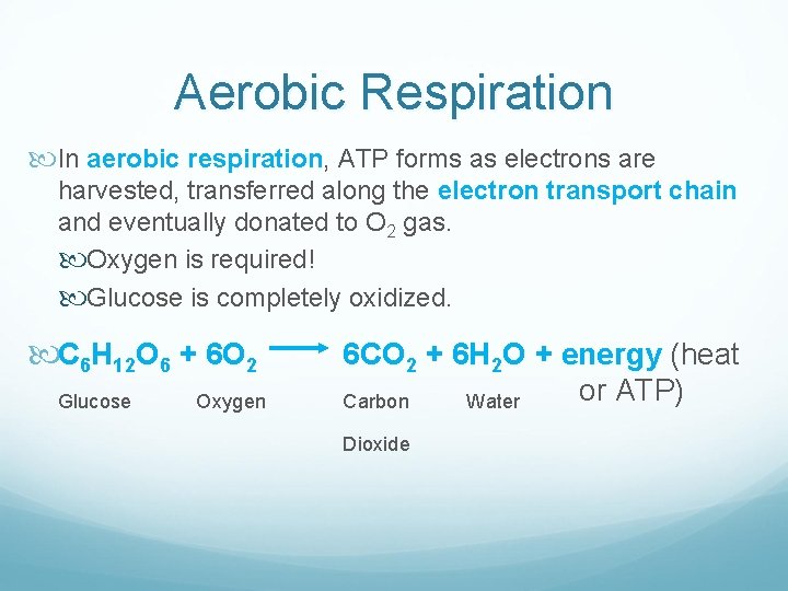 Aerobic Respiration In aerobic respiration, ATP forms as electrons are harvested, transferred along the