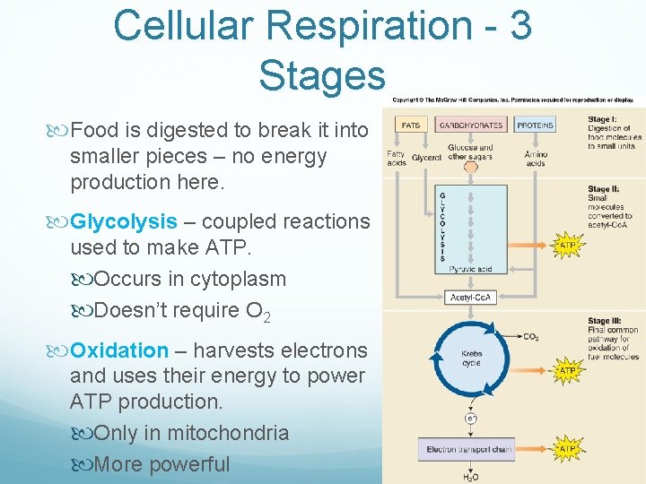 Cellular Respiration - 3 Stages Food is digested to break it into smaller pieces