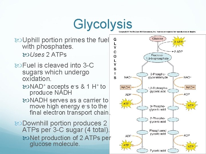 Glycolysis Uphill portion primes the fuel with phosphates. Uses 2 ATPs Fuel is cleaved