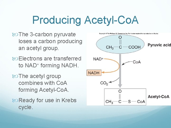 Producing Acetyl-Co. A The 3 -carbon pyruvate loses a carbon producing an acetyl group.