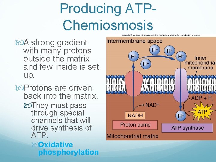 Producing ATPChemiosmosis A strong gradient with many protons outside the matrix and few inside