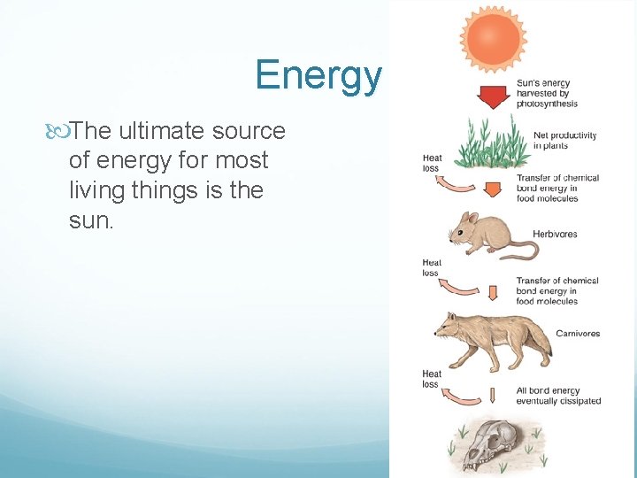 Energy The ultimate source of energy for most living things is the sun. 