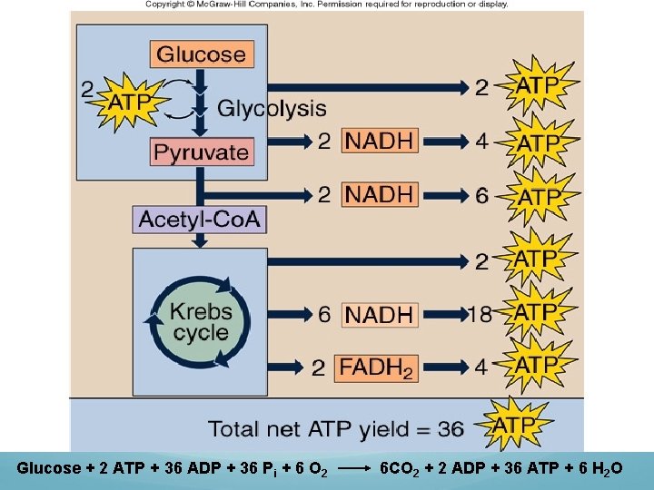 Glucose + 2 ATP + 36 ADP + 36 Pi + 6 O 2