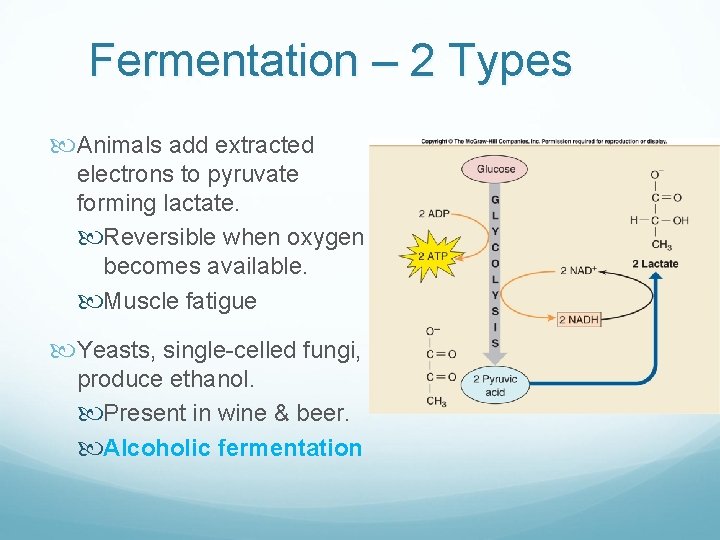 Fermentation – 2 Types Animals add extracted electrons to pyruvate forming lactate. Reversible when