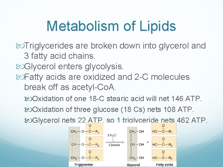 Metabolism of Lipids Triglycerides are broken down into glycerol and 3 fatty acid chains.