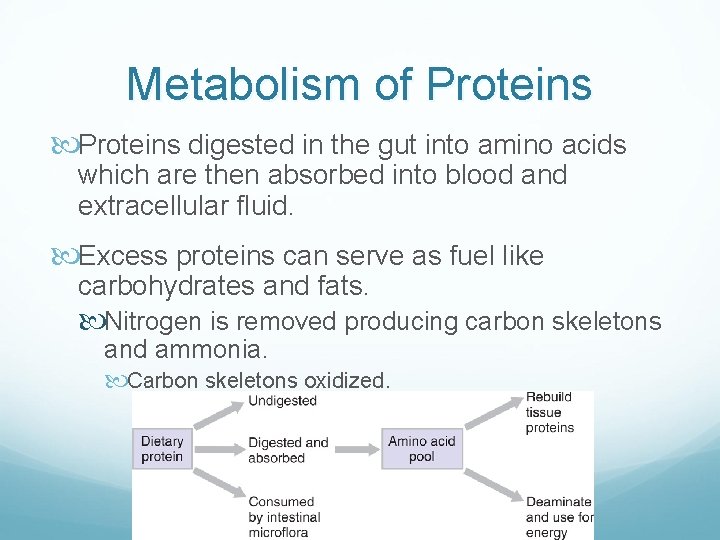 Metabolism of Proteins digested in the gut into amino acids which are then absorbed