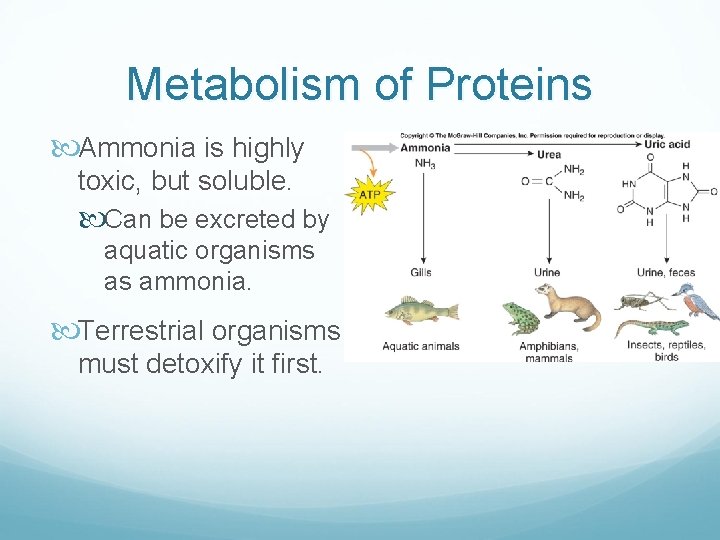 Metabolism of Proteins Ammonia is highly toxic, but soluble. Can be excreted by aquatic