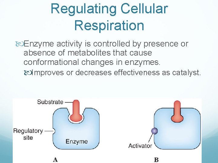 Regulating Cellular Respiration Enzyme activity is controlled by presence or absence of metabolites that