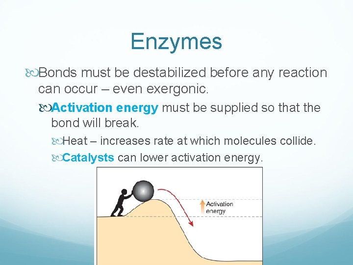 Enzymes Bonds must be destabilized before any reaction can occur – even exergonic. Activation