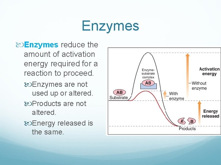 Enzymes reduce the amount of activation energy required for a reaction to proceed. Enzymes