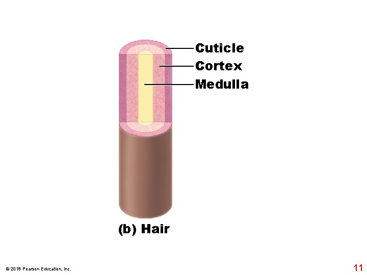 Cuticle Cortex Medulla (b) Hair © 2018 Pearson Education, Inc. 11 