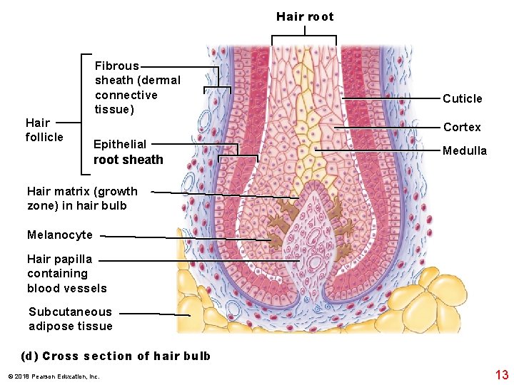 Hair root Hair follicle Fibrous sheath (dermal connective tissue) Cuticle Cortex Epithelial root sheath Hair root Hair follicle Fibrous sheath (dermal connective tissue) Cuticle Cortex Epithelial root sheath
