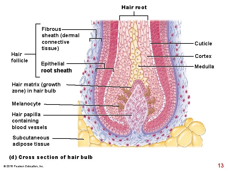 Hair root Hair follicle Fibrous sheath (dermal connective tissue) Cuticle Cortex Epithelial root sheath