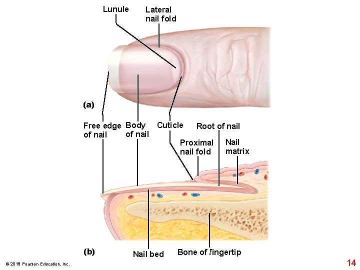 Lunule Lateral nail fold (a) Free edge Body Cuticle Root of nail Proximal Nail