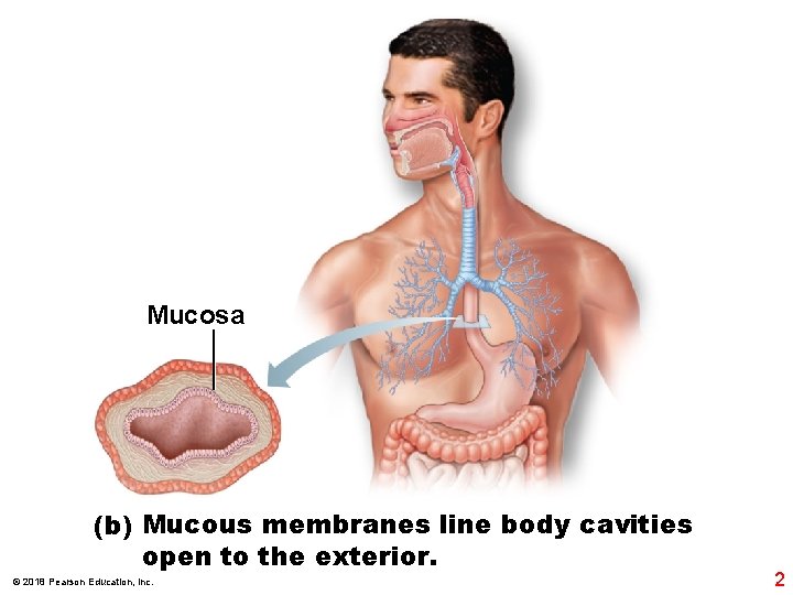 Mucosa (b) Mucous membranes line body cavities open to the exterior. © 2018 Pearson