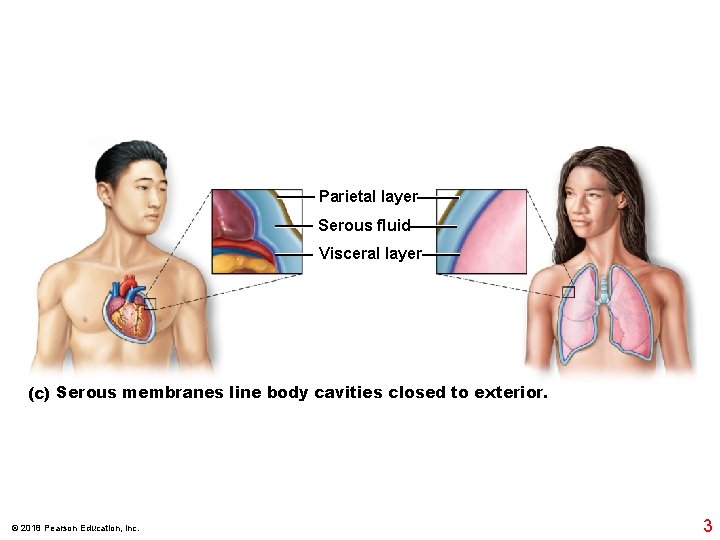 Parietal layer Serous fluid Visceral layer (c) Serous membranes line body cavities closed to