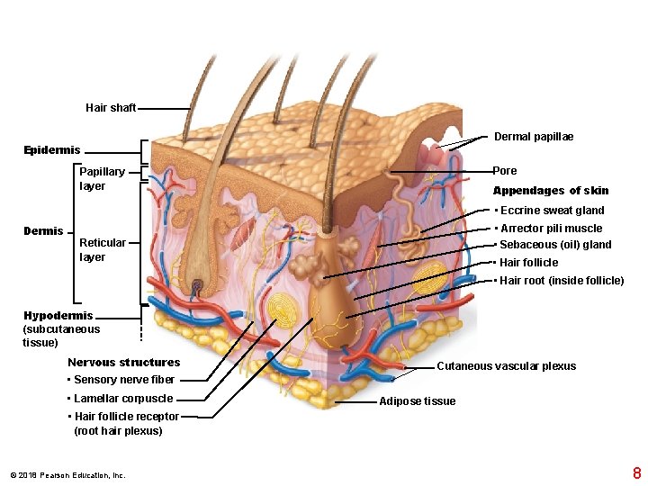 Hair shaft Dermal papillae Epidermis Pore Papillary layer Appendages of skin • Eccrine sweat